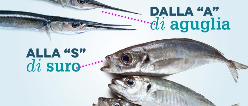 Elenco dalla varietà di pesce più buona del mare: il pesce azzurro